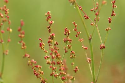 Rumex acetosella
