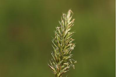 <i>Anthoxanthum odoratum</i>
