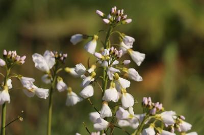 <i>Cardamine pratensis</i>