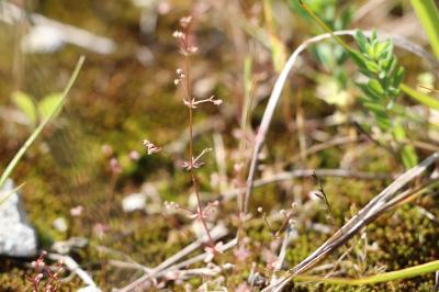 <i>Galium parisiense</i>