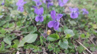 <i>Viola odorata</i>
