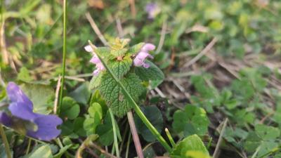 <i>Lamium purpureum</i>