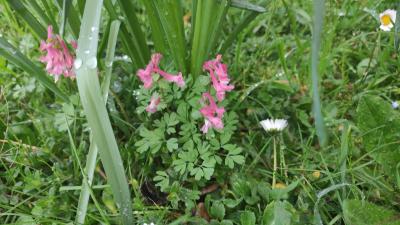 <i>Corydalis solida</i>