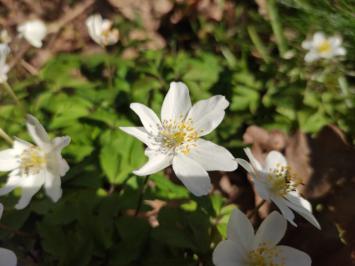 <i>Anemone nemorosa</i>