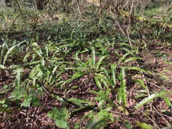 <i>Asplenium scolopendrium</i>