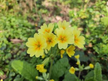 <i>Primula elatior</i>
