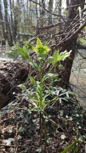 <i>Helleborus foetidus</i>