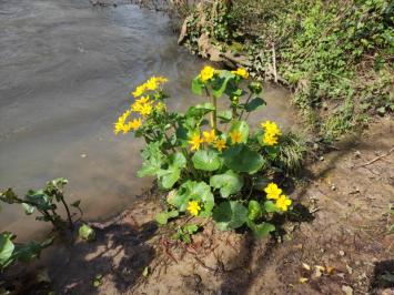 <i>Caltha palustris</i>