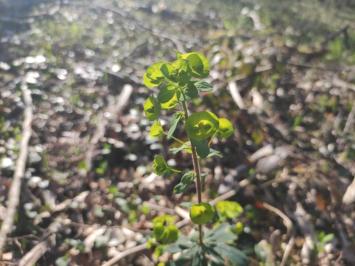<i>Euphorbia amygdaloides</i>
