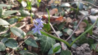 <i>Scilla bifolia</i>