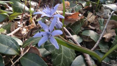 <i>Scilla bifolia</i>