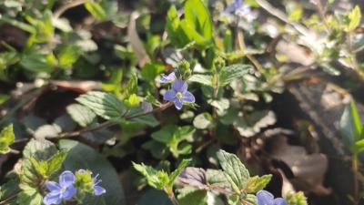 <i>Veronica chamaedrys</i>