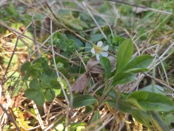<i>Potentilla sterilis</i>