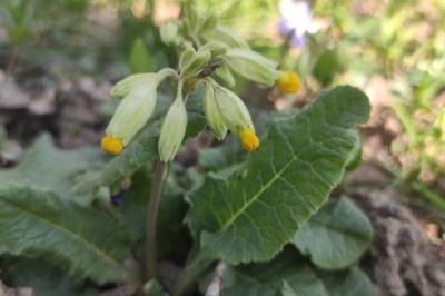 <i>Primula veris</i>