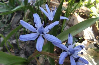 <i>Scilla bifolia</i>