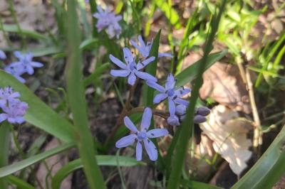 <i>Scilla bifolia</i>