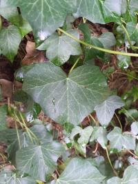 <i>Hedera helix</i>