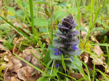 <i>Ajuga reptans</i>