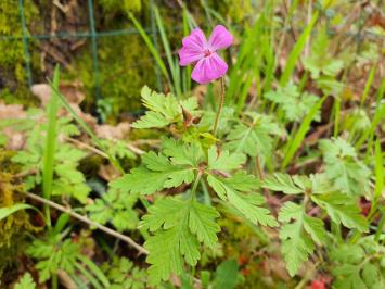 <i>Geranium robertianum</i>