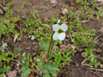 <i>Saxifraga granulata</i>