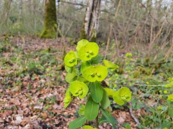 <i>Euphorbia amygdaloides</i>