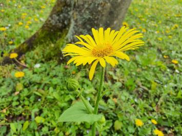 <i>Doronicum x excelsum</i>