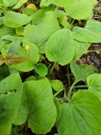 <i>Doronicum x excelsum</i>