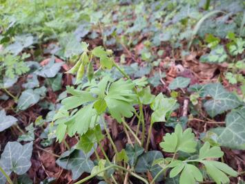 <i>Corydalis solida</i>