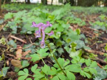 <i>Corydalis solida</i>