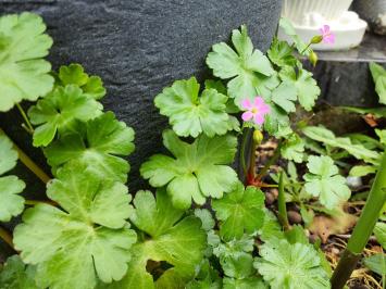 <i>Geranium lucidum</i>