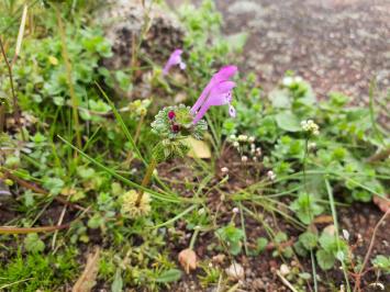 <i>Lamium amplexicaule</i>
