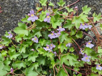 <i>Cymbalaria muralis</i>