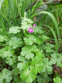 <i>Geranium lucidum</i>