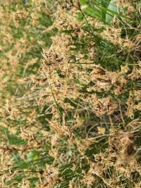 <i>Carex</i>
