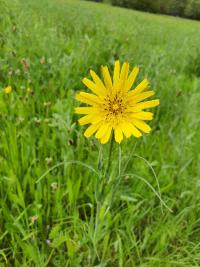 <i>Tragopogon pratensis</i>