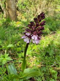 <i>Orchis purpurea</i>
