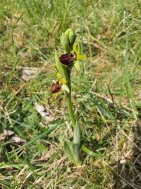 <i>Ophrys aranifera</i>