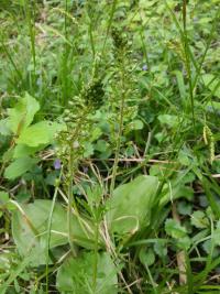 <i>Neottia ovata</i>