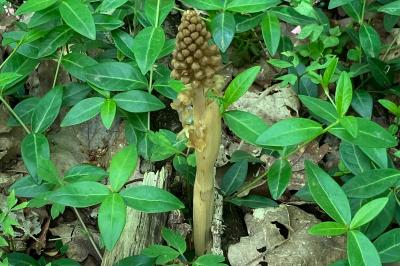 <i>Neottia nidus-avis</i>