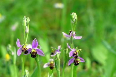 <i>Ophrys apifera</i>