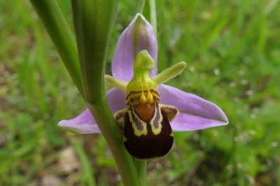 <i>Ophrys apifera</i>
