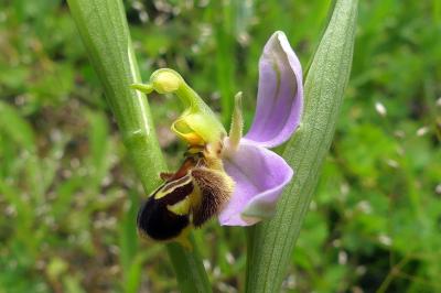 <i>Ophrys apifera</i>