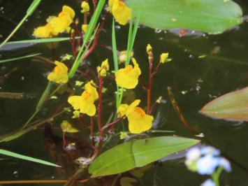 <i>Utricularia neglecta</i>