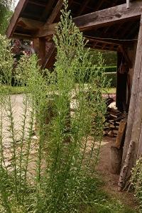 <i>Erigeron sumatrensis</i>