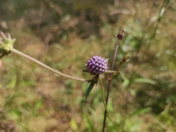 <i>Succisa pratensis</i>