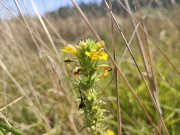 <i>Bellardia viscosa</i>