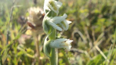 <i>Spiranthes spiralis</i>