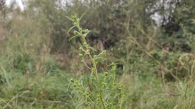 <i>Dittrichia graveolens</i>