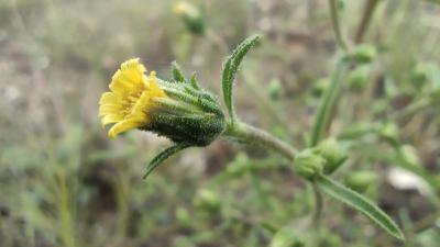 <i>Dittrichia graveolens</i>