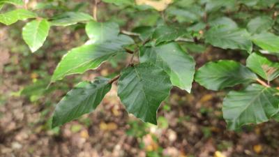 <i>Fagus sylvatica</i>